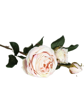 Rose "Cambridge" langstammet – 64 cm